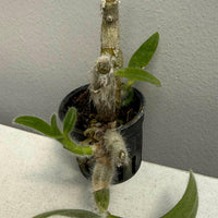 Dendrobium senile
