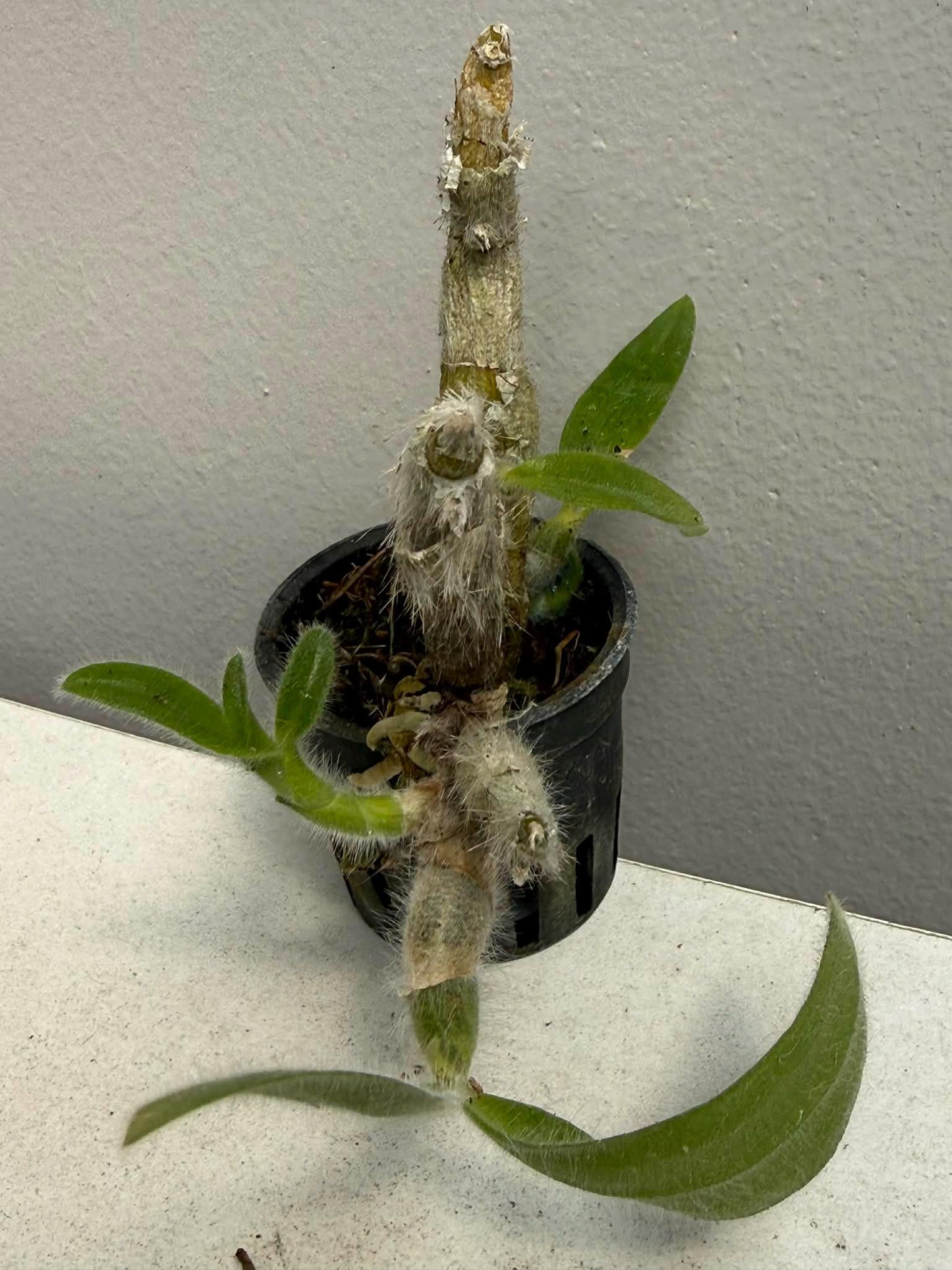 Dendrobium senile