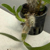 Dendrobium senile