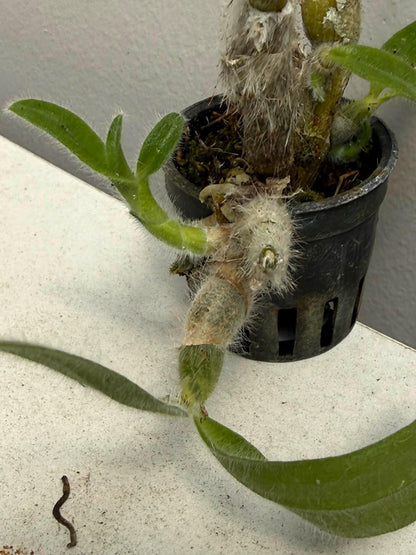 Dendrobium senile