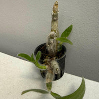 Dendrobium senile