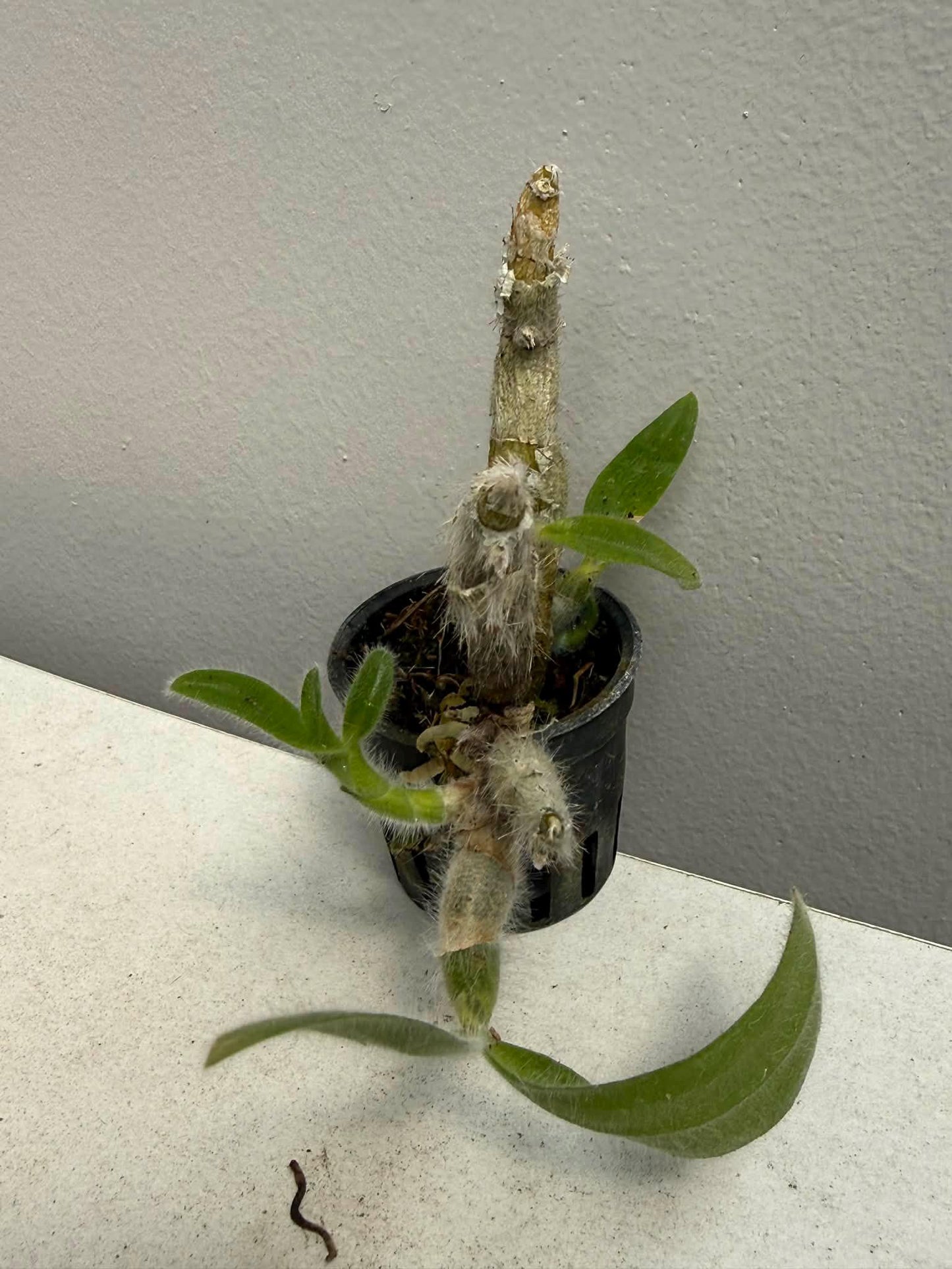Dendrobium senile