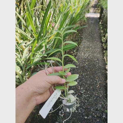 Dendrobium aphyllum trilabelo