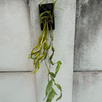 Dendrobium findlayanum v. oculatum