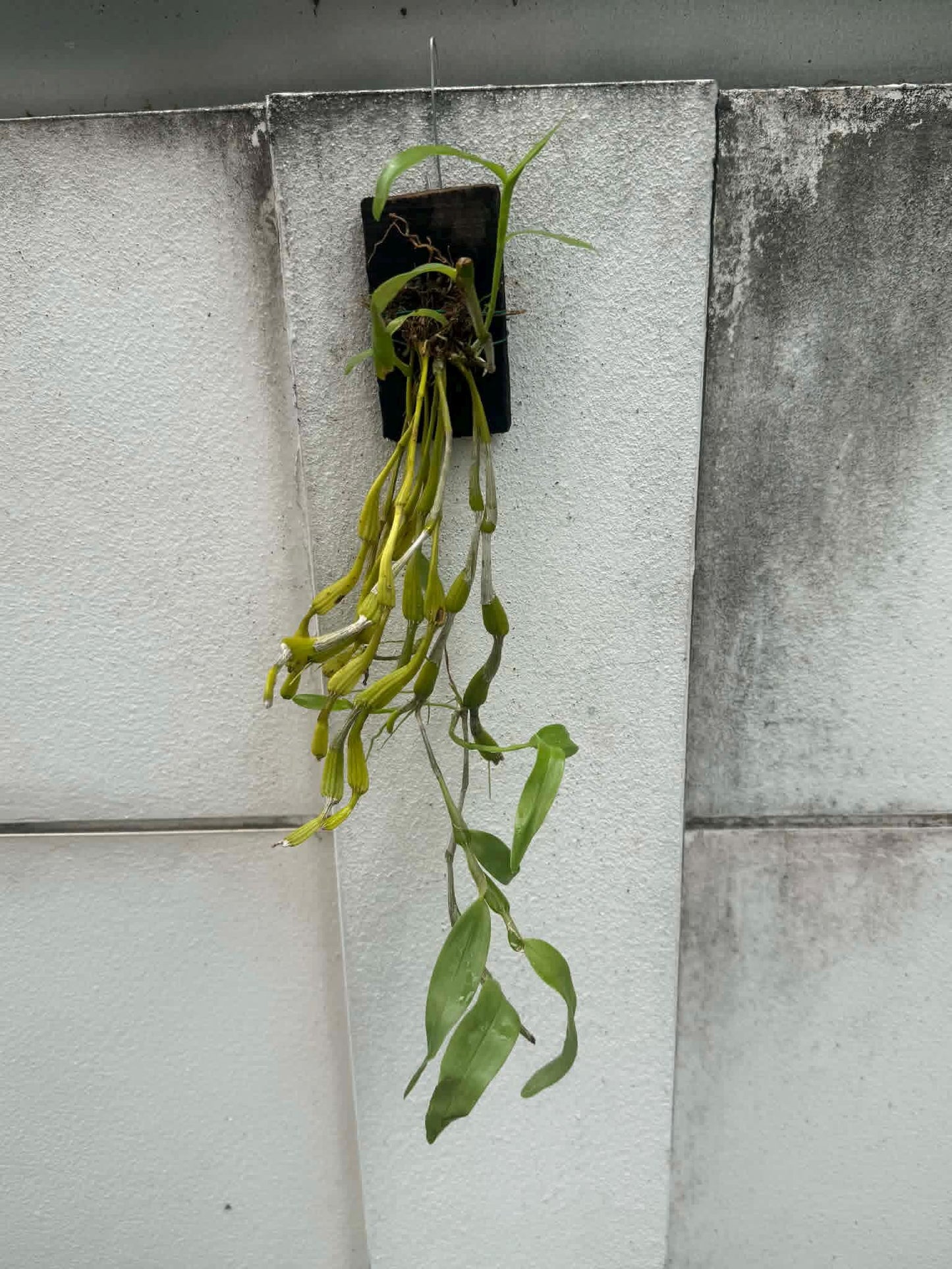 Dendrobium findlayanum v. oculatum