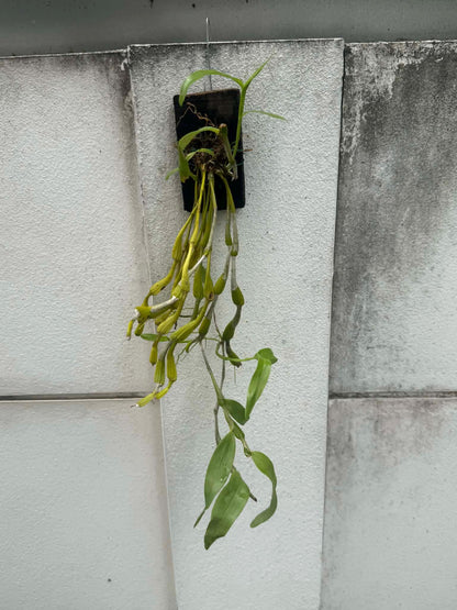 Dendrobium findlayanum v. oculatum