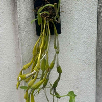 Dendrobium findlayanum v. oculatum