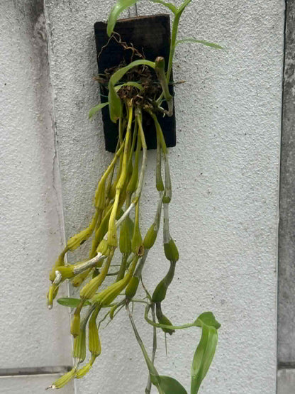 Dendrobium findlayanum v. oculatum