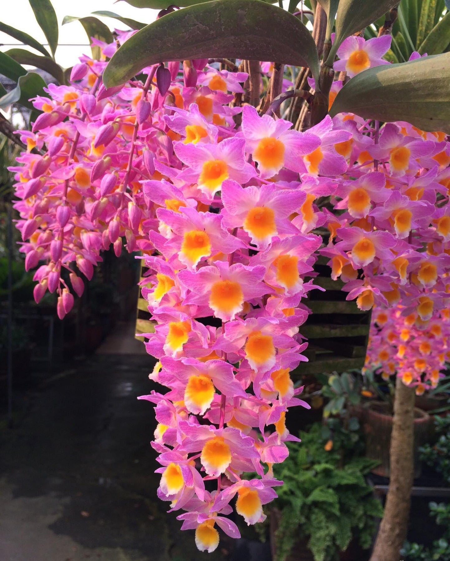Dendrobium farmeri