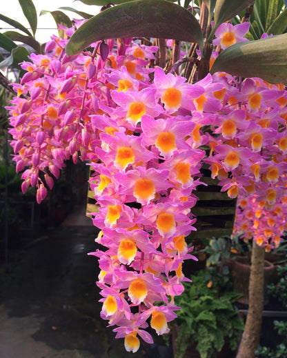 Dendrobium farmeri