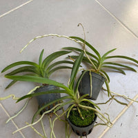 Neofinetia falcata (Blue)