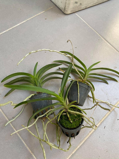 Neofinetia falcata (Blue)
