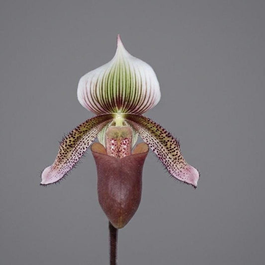 Paphiopedilum superbiens