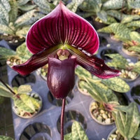 Paphiopedilum Maudiae Red