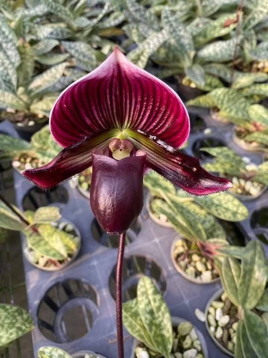 Paphiopedilum Maudiae Red