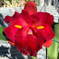 Rhyncholaeliocattleya Chunfong Little Sun
