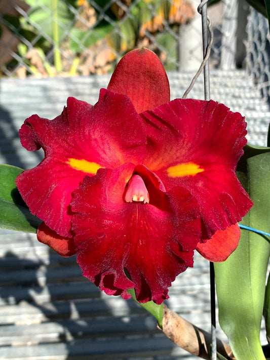 Rhyncholaeliocattleya Chunfong Little Sun
