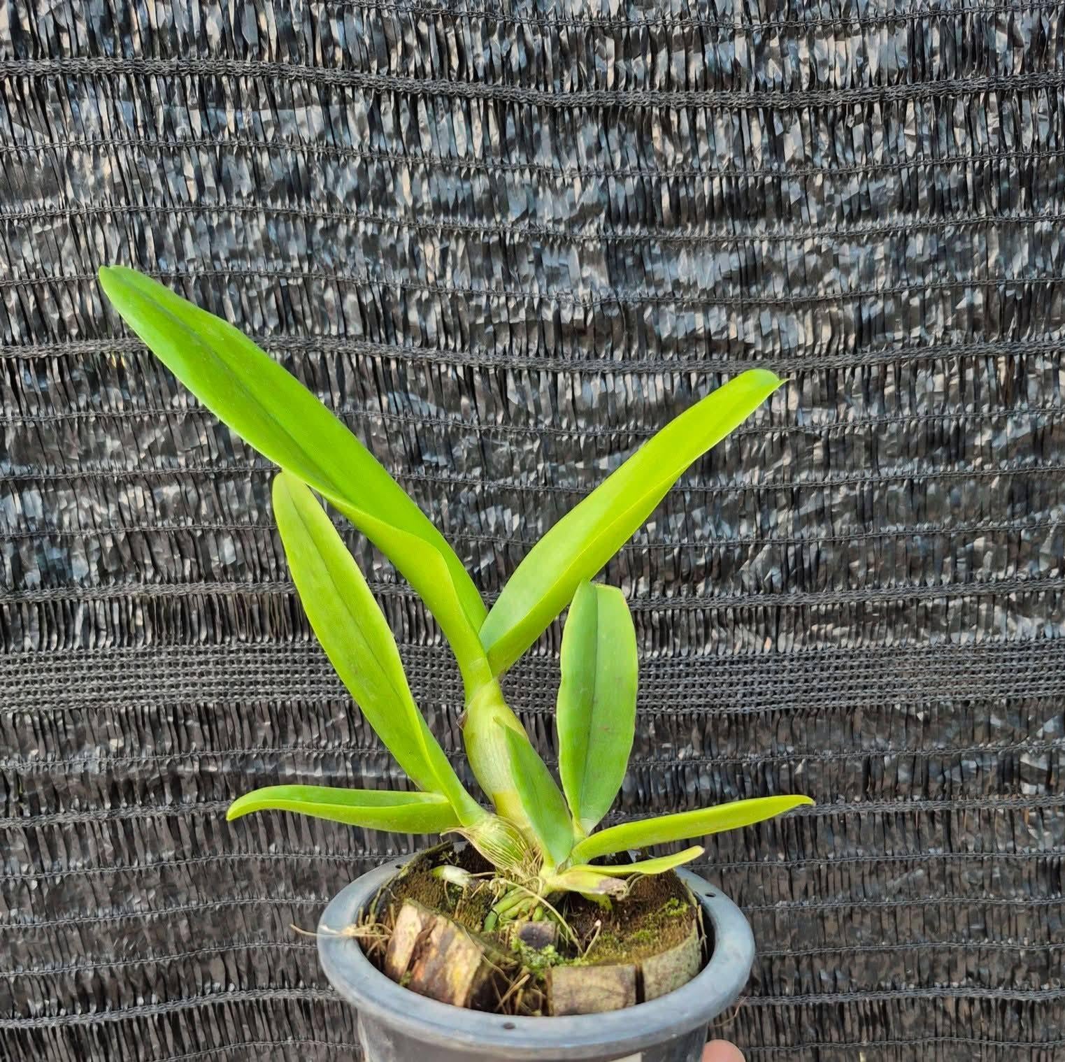 Rhyncholaeliocattleya Chunfong Little Sun
