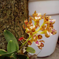 Acriopsis densiflora
