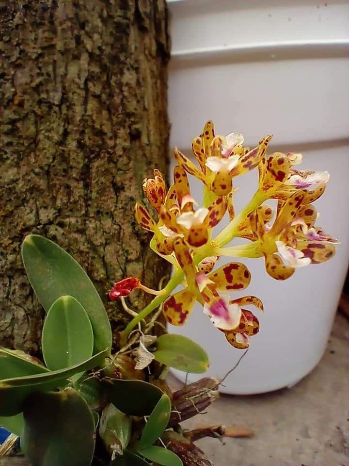 Acriopsis densiflora
