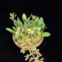 Acriopsis densiflora