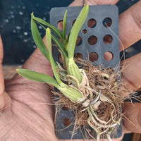 Acriopsis densiflora