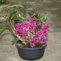 Dendrobium Hibiki