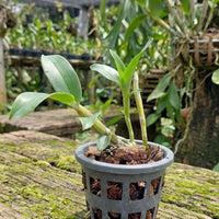 Dendrobium amethystoglossum