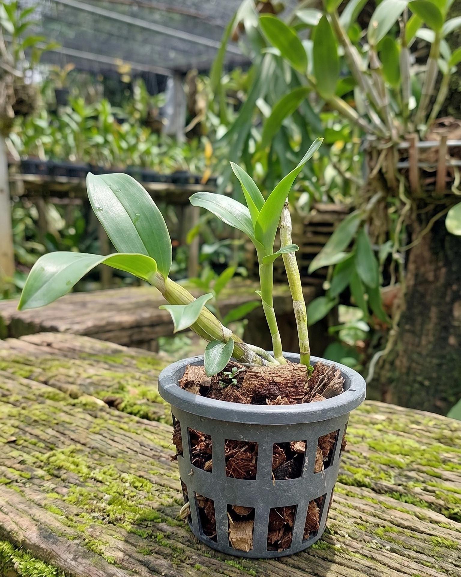 Dendrobium amethystoglossum