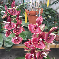 Catasetum Susan Fuchs