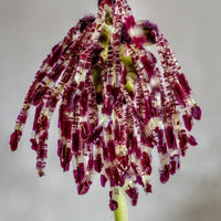 Bulbophyllum tripaleum