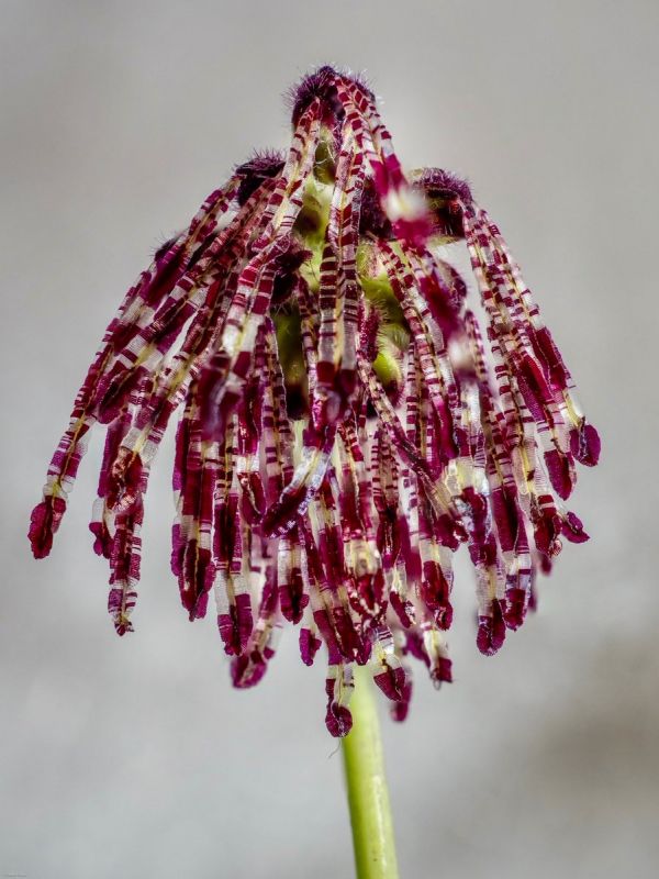 Bulbophyllum tripaleum