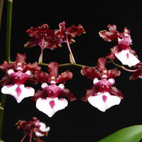 Oncidium 'Sharry Baby'