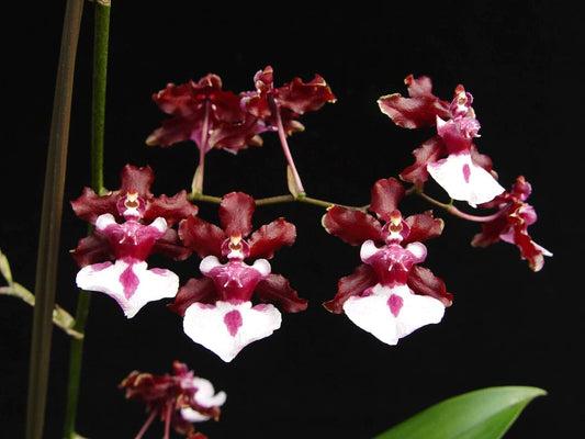 Oncidium 'Sharry Baby'