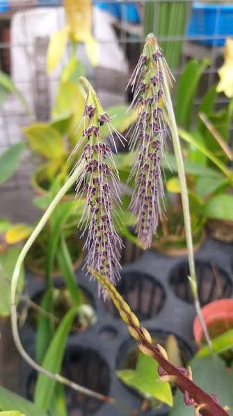 Bulbophyllum lemniscatum