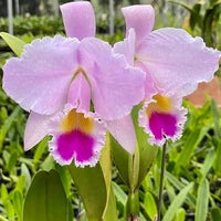 Cattleya trianae