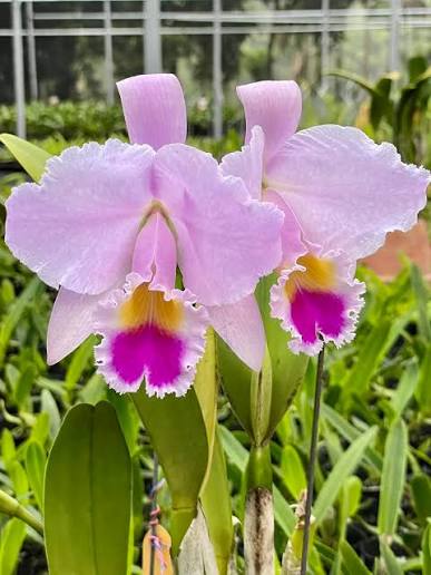 Cattleya trianae