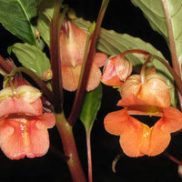 Impatiens phengklaii