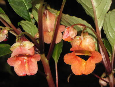Impatiens phengklaii