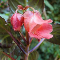 Impatiens phengklaii