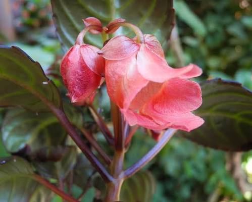 Impatiens phengklaii