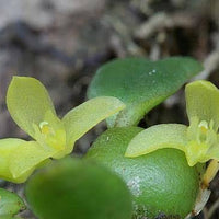 Trias mollis