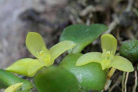 Trias mollis
