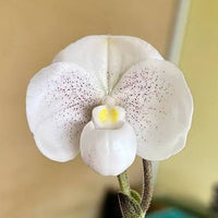 Paphiopedilum niveum