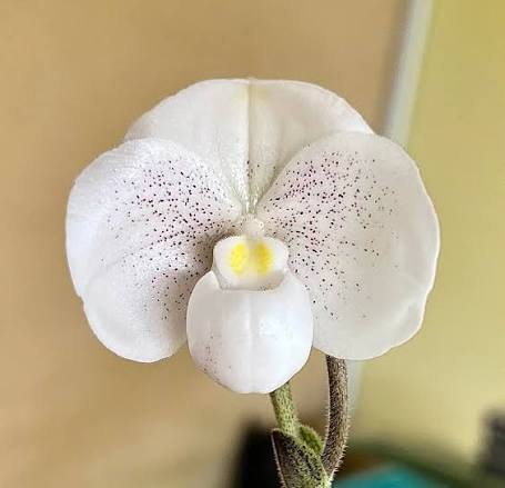 Paphiopedilum niveum