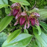 Bulbophyllum colomaculosum (Bulbophyllum leopardinum)