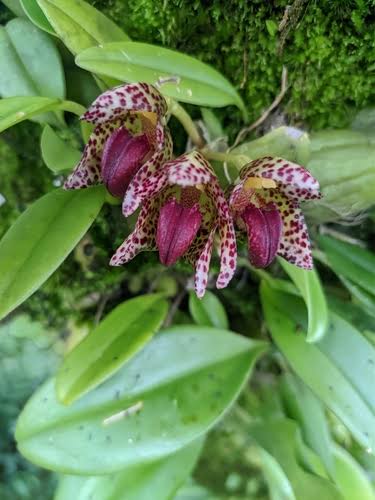 Bulbophyllum colomaculosum (Bulbophyllum leopardinum)