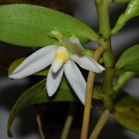 Thrixspermum calceolus