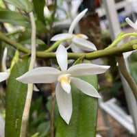 Thrixspermum calceolus