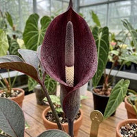 Amorphophallus atroviridis